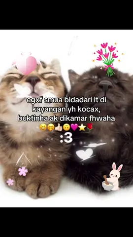 jnganx lupa tidur,,, 😆🩷🥀 #imup #kucing #foryoupage #yareu