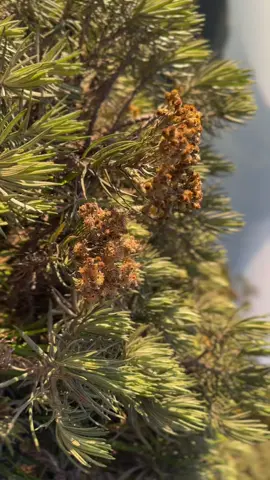 as beautiful as her#merbabu3142mdpl #merapi 