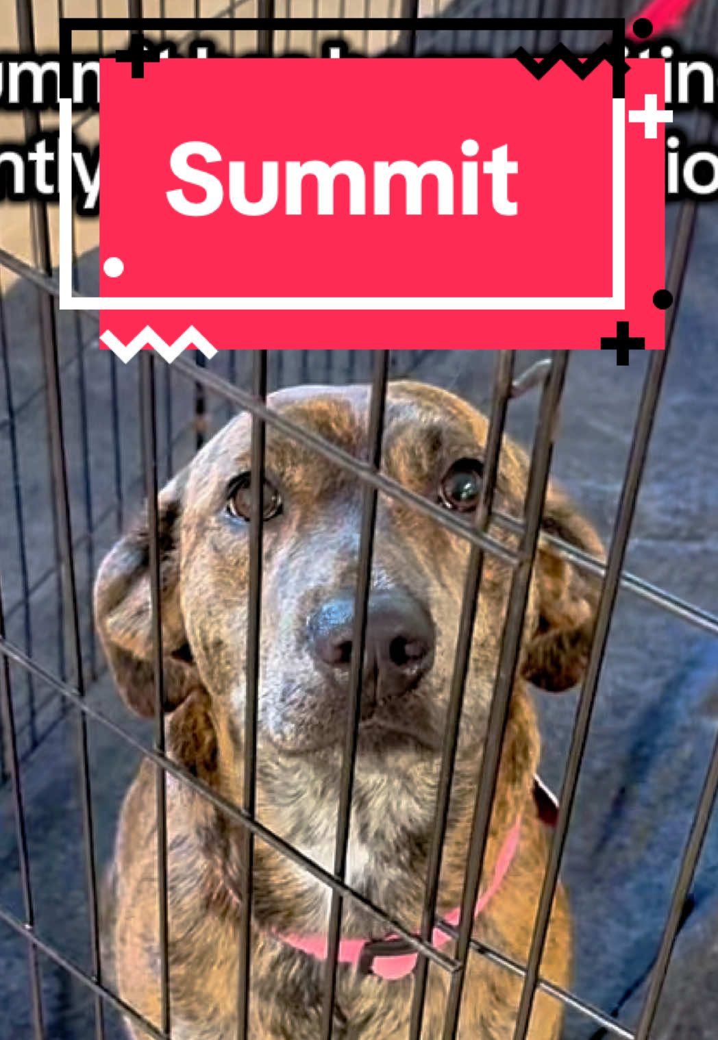 🌴TAMPA, FL- Come meet Summit TODAY at our adoption event in Tampa, FL!! #adoptme #rescuedog #dogrescue #rescue #animalrescue 
