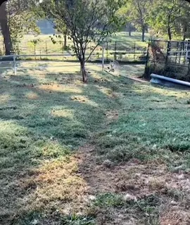 GOOD MORNING! ☀️😃 Check out this update from our HBIC…. Yesterday morning he was going to be unalived by the shelter. Not today Satan, not today. #rescued #jailbreak  #huskyhalfwayhouse #imalive #deathrowhusky