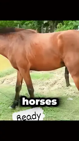 “Caring for Our Horses” #HorseCare #HealthyHorses #LoveAndMaintenance #EquestrianResponsibility