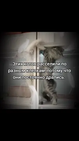 Этих котов расселили по разным клеткам, потому что они постоянно дрались. 