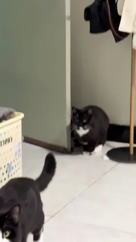 The cow ✋ #pet #cat #gato #catsoftiktok #fypシ゚viral 