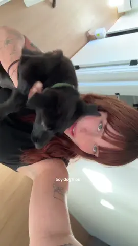 He’s so silly and cute I can’t #puppytiktok #boydogmom #fyp 