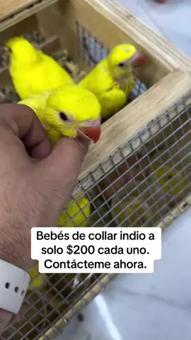 Beautiful 6-week-old Indian Ringneck babies 🐦💚 Hand-raised, healthy, and playful—ready to grow with a loving family. Perfect companions for parrot lovers! 🌟 #IndianRingneck #RingneckParrot #BabyParrots #BirdTok #ParrotTok     