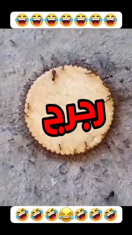 very very very very funny catتجميع ضحك مدمرة ههههههههه خدلك ضحكه مع اسامه خدلك ضحكه مع اسامه خدلك ضحكه مع اسامهfunny funny funny funny funny cat videosfunny videos animals cats and dogsfish videos catsfunny animal videos try not to laugh catsfunny cat and dog videos funny animals lifevery very very very very very funny cat videosfunny videos of dogs and animalsقطط ريا وسكينه very very very very very very funny cat videosfunny cat and dog videos funny animals lifeههههه فديوهات حلال فيها النت 😂 #FAKE_VIDEO  #funnyفديوهات مش خسارة فيها النت 😂عالم ملحوس مواقف مضحكه فشخ   حيوانات مضحكه متكلمه بتفكر بنفس طريقه الانسان وهتضحك من قلبك علي كلامها الي كله ضحك لانها ليها قلب وعقل وكل ما تحلم بيه وقطط كلاب اسود فيل سيد قشطه خرتيت الغابه مليانه ما بين حيوانات بريه متوحشه واليفه وطيور وجوارح ومفترسين هنجبلك الموقف وتسمع الحيوان بيقول ايه هنفكر بعقله ونتكلم بلسانه وبرضه البحار مش هننساها وفيها قرش وحوت وسمك  وخدلك ضحكه مع اسامه الضحك  #زرافه #مواقف_كوميديه #السعوديه        #      كوميديا_مصري            # لؤي                             #   مش خسارة فيها النت 😂Hahaha, videos that are permissible on the Internet        Videos that are not lost on the Internet, funny situations and snoring, funny talking animals that think in the same way as humans, and you will laugh from your heart at their words that are all funny because they have little cats, dogs, lions, elephants, hyenas. The forest is full of wild and domesticated animals, birds, raptors, and predators. We will bring you the situation and you will hear what the animal is saying. We will think with its mind and speak with its tongue and with its soul, the seas. We will not forget it. And there are     _and_funny_situations   # Strange_situations                 funny videos of dogs and animalsHahaha, videos that are permissible on the Internet        Videos that are not lost on the Internet, funny situations and snoring, funny talking animals that think in the same way as humans, and you will laugh from your heart at their words that are all funny because they have little cats, dogs, lions, elephants, hyenas. The forest is full of wild and domesticated animals, birds, raptors, and predators. We will bring you the situation and you will hear what the animal is saying. We will think with its mind and speak with its tongue and with its soul, the seas. We will not forget it. And there are     _and_funny_situations   # Strange_situations                 رغم اني بضحك الناسههههه فديوهات حلال فيها النت 😂    مش خسارة فيها النت 😂عالم ملحوس مواقف مضحكه فشخ   حيوانات مضحكه متكلمه بتفكر بنفس طريقه الانسان وهتضحك من قلبك علي كلامها الي كله ضحك لانها ليها قلب وعقل وكل ما تحلم بيه وقطط كلاب اسود فيل سيد قشطه خرتيت الغابه مليانه ما بين حيوانات بريه متوحشه واليفه وطيور وجوارح ومفترسين هنجبلك الموقف وتسمع الحيوان بيقول ايه هنفكر بعقله ونتكلم بلسانه وبرضه البحار مش هننساها وفيها قرش وحوت وسمك  وخدلك ضحكه مع اسامه الضحك 