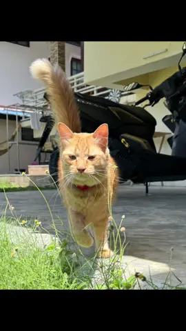 เสียงในหัวพี่ถังทอง🫶🏼🥰 #แมวส้ม #แมวส้มจอมซน #catsoftiktok #catlover #ทาสแมว 