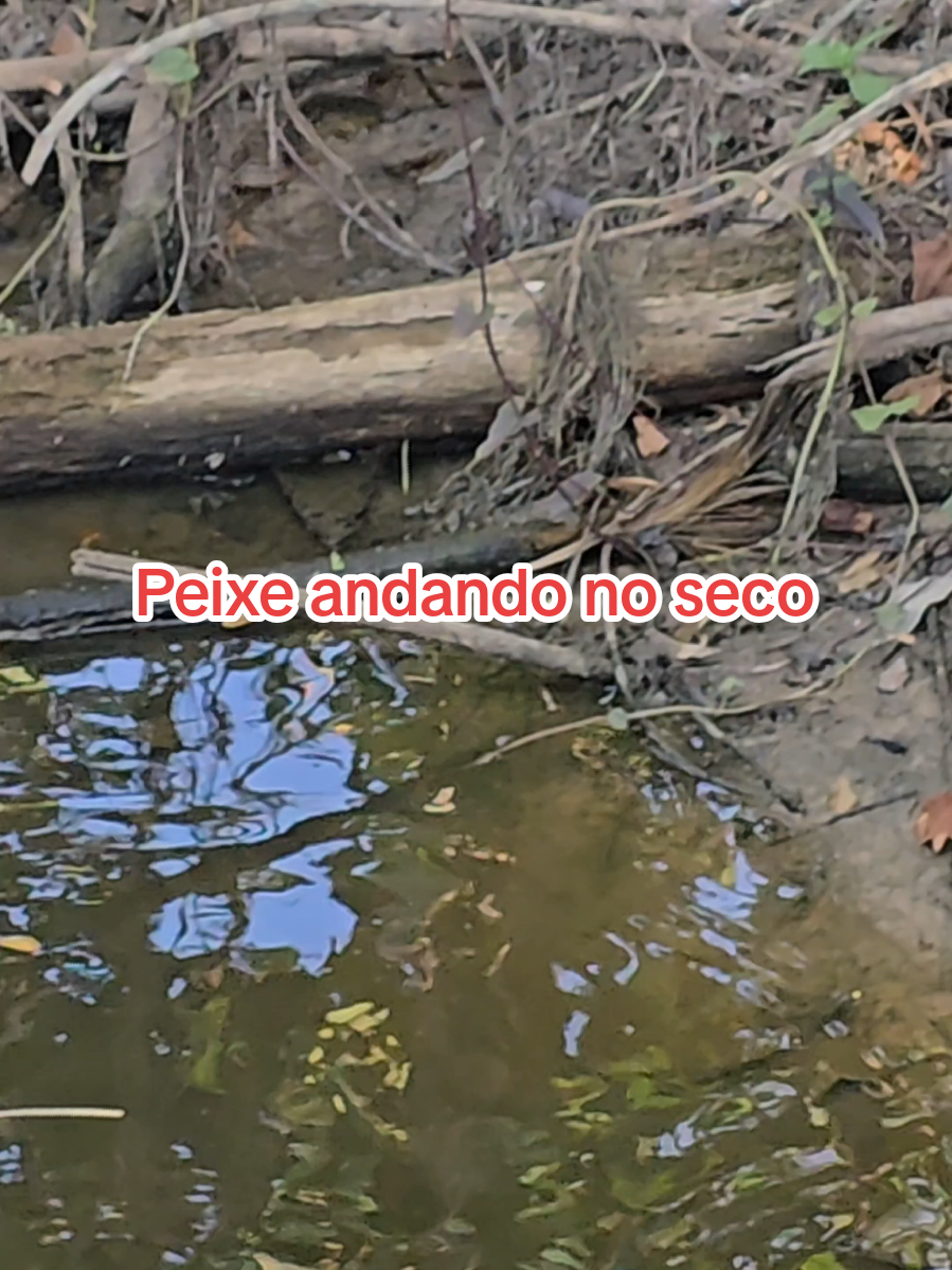 Peixe andando no seco. . . . pescariaraiz #pesca #pescador #fisherman #shorts #shortfilm 