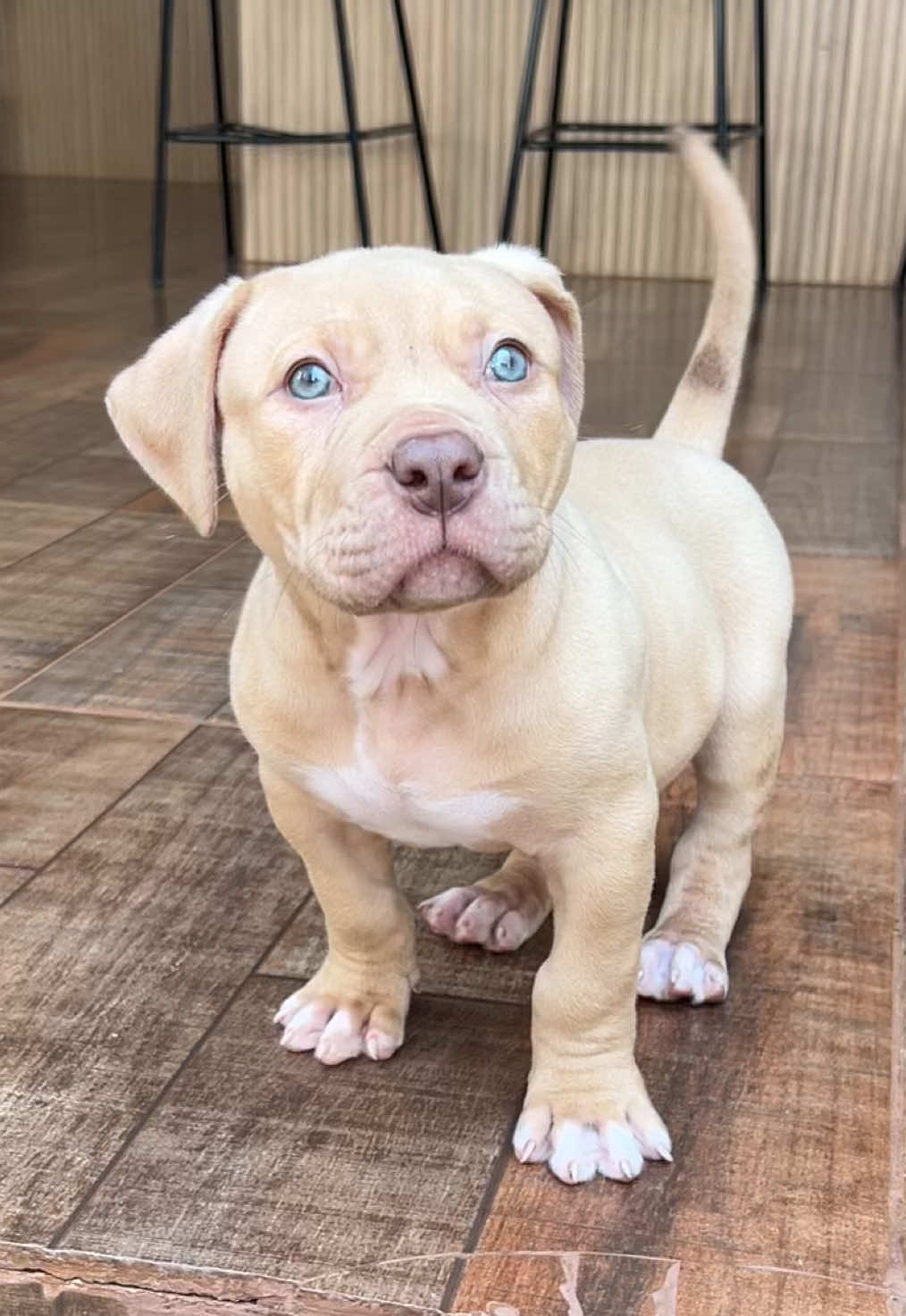 Tão fofo nem parece que apronta 😂😂😂 #cachorro #pitmonster #pitbull #cachorrosdotiktok 