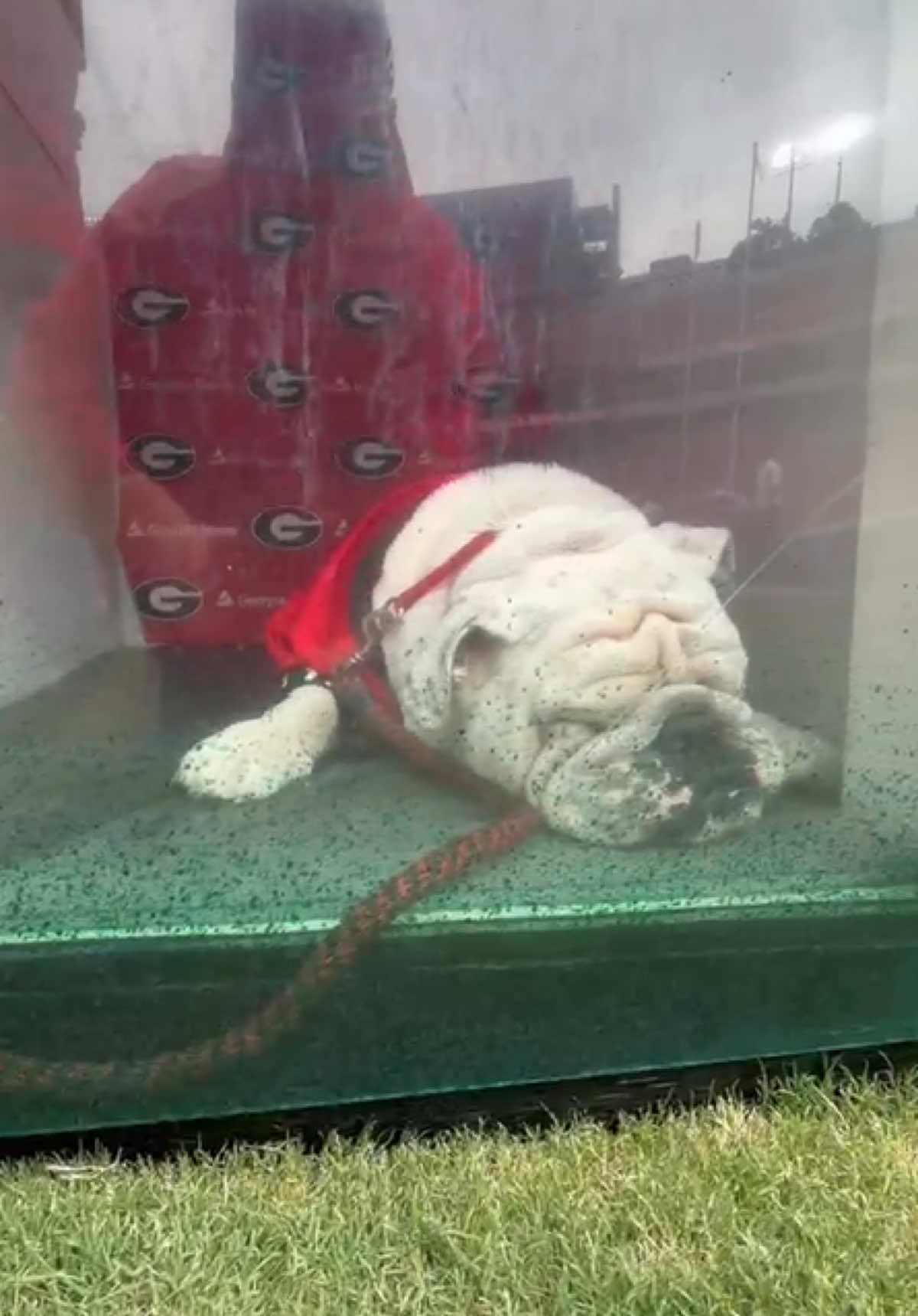 Hi Uga 👋 #GoDawgs #uga #georgiafootball #mascot #gameday 