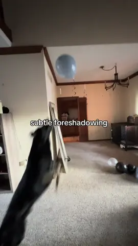 Not the mirror!!  - #dogfail #subtleforshadowing #fail #brokenmirror #germanshepherd 