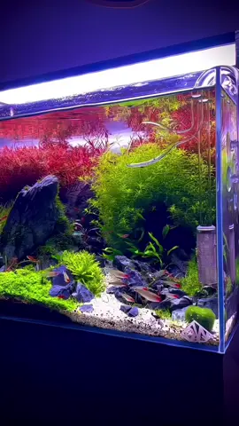 Anh em có thích sóc đầu đỏ như mình không 😁☘️#xuhướng #aquascaper #aquascape #cá #thuysinh 