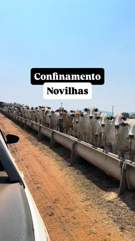 De novilha magra a carcaça de qualidade: o segredo de um confinamento especializado! 🚀 Visitamos um confinamento focado exclusivamente na engorda de novilhas.  O modelo de negócio é preciso: comprar animais magros e levá-los rapidamente ao ponto de abate para o frigorífico. A dieta é o motor dessa eficiência: • Volumoso Estratégico: Utilizamos o bagaço de cana como fibra altamente digestível. • Energia Inteligente: O sorgo moído fino (peneira 3) entra como fonte de energia de baixo custo. • Proteína e Fibra: A torta de algodão complementa o perfil proteico e energético. • Núcleo de Alta Performance: Nosso Núcleo Zoo Flora da Linha PEZOO, garante todos os micro e macro minerais, além de aditivos essenciais como monensina sódica e virginiamicina. O resultado está aí: novilhas gordas, prontas para o embarque e para gerar mais lucro na pecuária! Compartilhe e curta esse vídeo 😁 #pecuaria #gadodecorte #vaca #nelore #veterinaria 