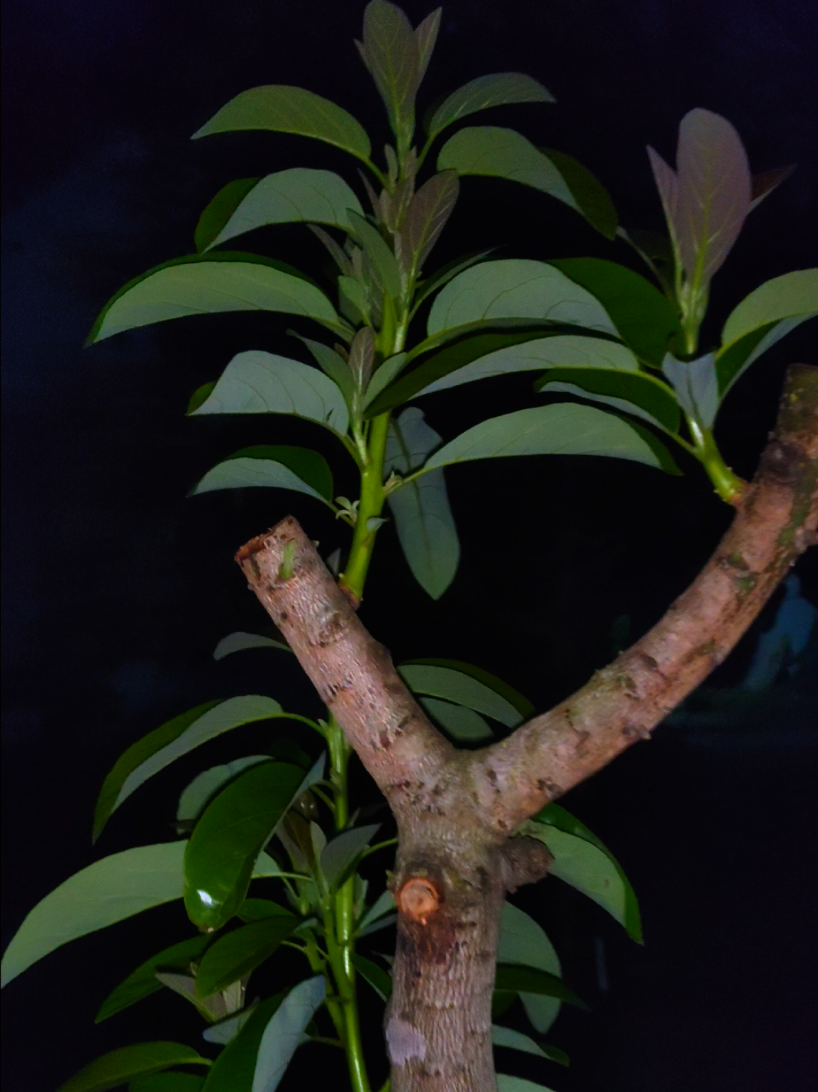 Pohon Alpukat, tumbuh dari perihnya luka #kebunalpukat #petanialpukat 