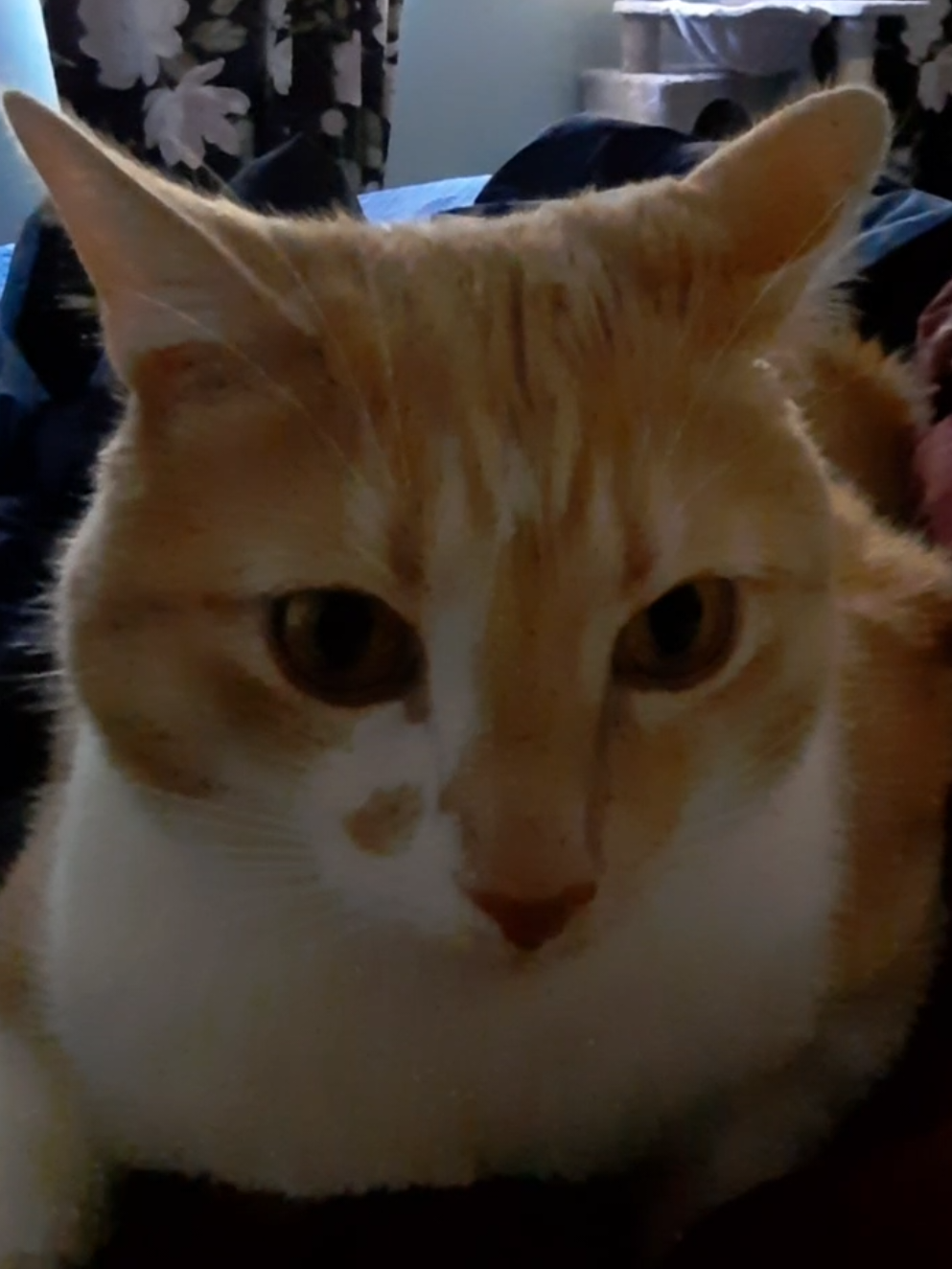 Annoying my orange man #orangecats #cutecats 