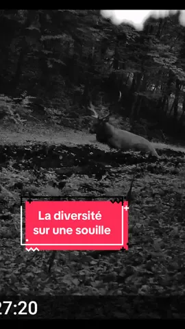 Devant une souille dans le Jura, et toute la diversité des animaux qui peuvent passer ici 😍 Mise à jour vu qu’on m’a posé plusieurs fois la question : Le piège photo utilisé est un X60P Live Max de chez Gardepro. Au cas où, j’ai un code avec une reduc de 15% chez eux. Code : michaphotonature  #cerf #animaux #brame #sanglier #foret 
