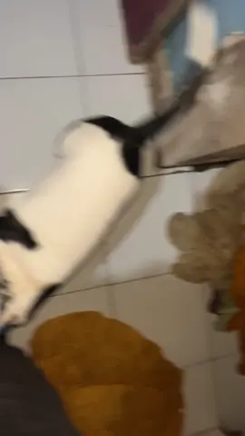 anak kecil #dugong #hiparujawabarat 