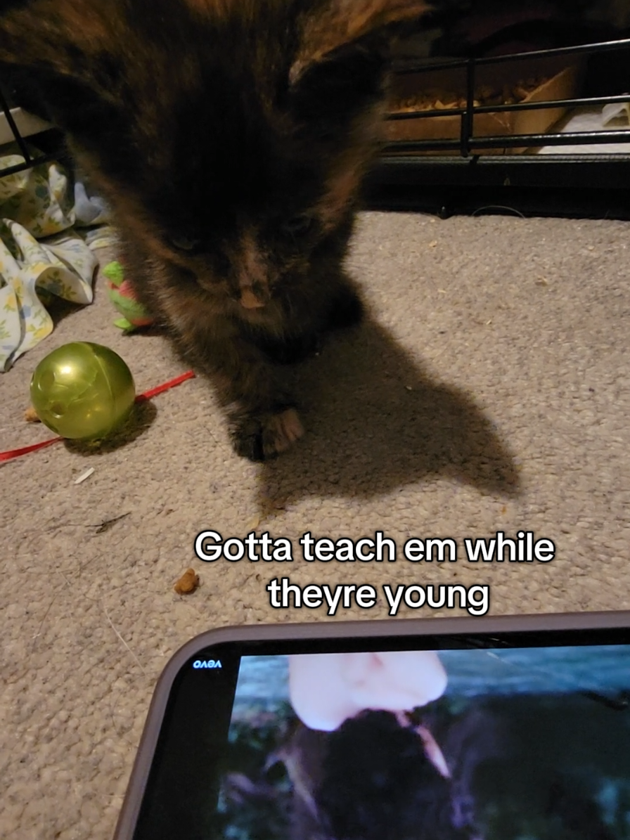 she loves @conangray 💙 #conangray #kitty #wishbone @coneworld 