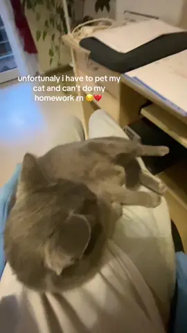 #cat #fyp #viral #cute #homework 