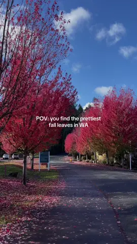 a trip to Roche Harbor, San Juan Island during the fall is a must #fallleaves #leafseason #wastate #sanjuanislands #seattlewa 