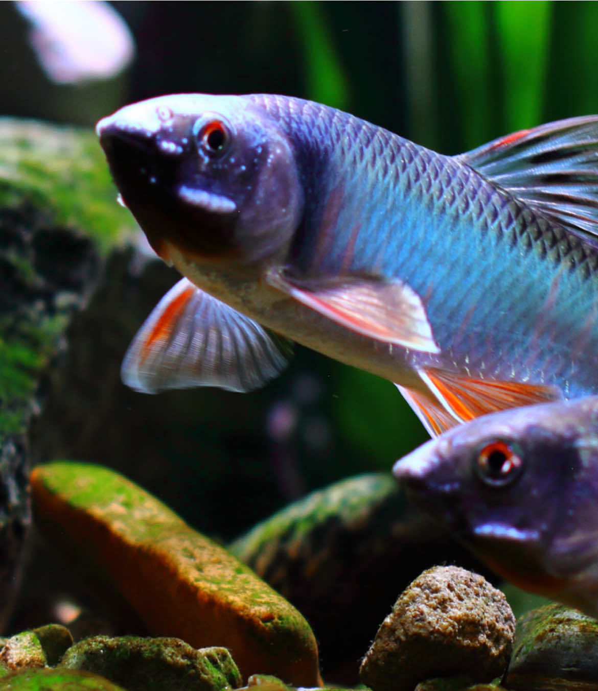 Stream tank, Zacco platypus#fish #streamtank 