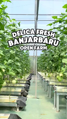 KETEMU LAGI YUK PETIK MELON RAME-RAME 🤗🍈, CATAT TANGGAL OPEN FARM Kamis, 09 Oktober 2025 Jam buka 08.00-17.00 wita 📍Delica Fresh Banjarbaru (gmap) #melonhidroponik  #wisatapetikbuah #wisatabanjarbaru #wisatakalimantan #greenhousemelon 