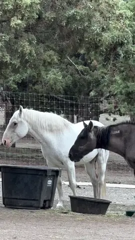 Oh Violet This old mare is what we need to bring our blood pressure down, to restore calm to our minds and joy to our hearts. She's a phenomenon for sure, she arrived here so bedraggled and defeated, eating the dirt rather than tuck in to the full feed tub she seemed sure was set out for someone else. I don't believe she knew what care was and had never heard of love. She'd had to survive everything thrown at her, including starvation and a tight halter, no hoof or teeth care, no mash to eat now her mouth was worn down. But today her menu and regime is designed around her and what will make her happy and she now has a revolving door of friends to hang out with when her best friend Marjorie is away. Yesterday Marjorie had her eye removed to stop any pain and irritation in her now blind eye. She still has a good eye thankfully so she will get around fine and will see her friend Violet as soon as she's out of the medical barn, where she has constant attention to make sure all is healing well. In the meantime I really believe Violet is making the very best of her situation with handsome Silver, who truly is the knight in shining army for several older ladies. He's the kindest boy with the most compassionate heart and we love him so much Last night the Blue Zeus screening was amazing and I met so many wonderful people my face hurts from smiling so hard, which is a good problem to have. Today I'm on to Wyoming - four states in three days is a doozie but I'm still standing and Sheridan here we come #wildhorse #horselovers❤️🐎❤️ #horsesoftiktok #horsesoftiktok 