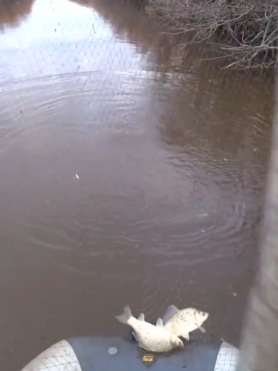 Отличные караси #поклевка #рыбалка #карась #лодка #подъемник 