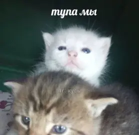 ТГК: Человек-арбуз #собачки #hopecore #котята #котики 