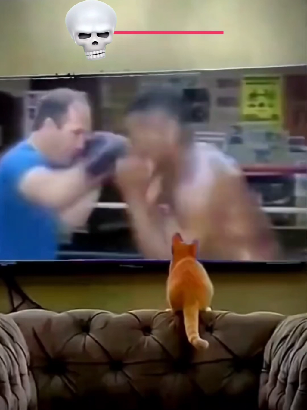 boxer cats 🥊#cat #cut #catlover 