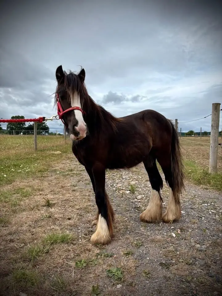 Sweet-natured yearling cob colt, expected to make around 14hh. He's a pretty boy with lovely movement and plenty of feather, and he's growing into a really nice type. Passported and up to date with worming and the farrier. Alfie came to us from a neglectful situation, but he's made great progress and is now ready to find a kind, knowledgeable home where he can continue to grow in confidence. He can be a little shy to begin with, but once he trusts you, you'll have a friend for life.Alfie is good to groom, picks up all four feet, leads well and stands tied without fuss. A lovely pony for someone to bring on.  do Delivery available #horse #fypシ゚ #USA #horsesontiktok #goviral 