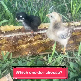 Which baby chick would you choose?  #BabyChicks #BackYardChicken #SillyChicks #MyChicksBad #ViralChicks 