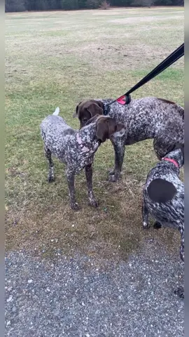A whole lot of dog park fun with Stella. #stellamariethegsp #StellasSass #SassySenior #dogsoftiktok 