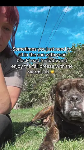 @❌️Baker78❌️ look how beautiful our boy is 💕💕💕💕 #dog #mom #fyp #blessed #foryou 