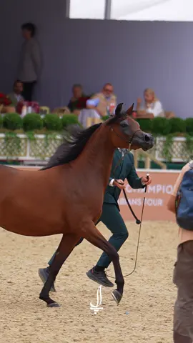 #ظبية_الزبير 🤎 #بطولة_الجياد_العربية #arabianhors #horse #خيل 