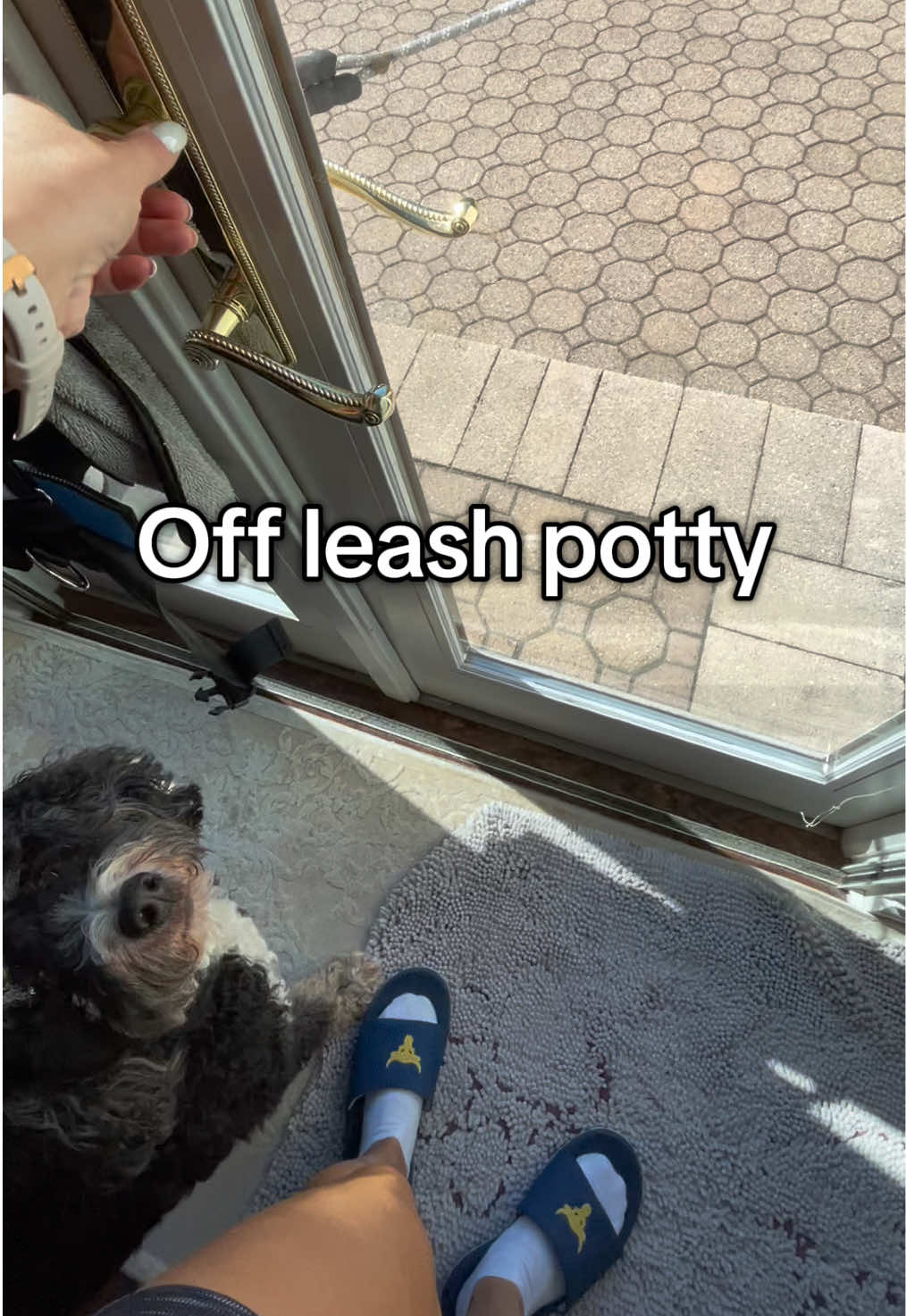 Here’s an example of Benny going potty off leash and having great recall because he listens to me when I’m with him outside. ##dogtok##dogrecall##offleash