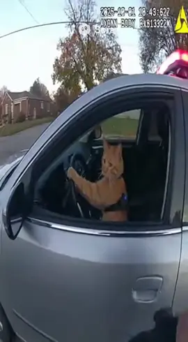 Cat gets pulled over driving a car 🤯 How is this possible? #catsoftiktok #cat #driverslicense #pulledover #ai 