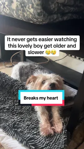 Is breaks my heart watching him grow older 😢 If you have a dog please post them in the comments let’s be friends and dog parents together!  He is 14 and still going! My darling harry I would love for you to live forever 😢🥹 #dogs #dogsoftikok #elderlydog #breaksmyheart #growingold 
