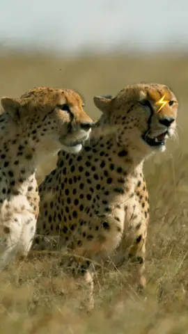 Do you want to see some real speed? Cheetahs are the world’s fastest land mammals, reaching speeds up to 70 miles per hour in short bursts. 🤯🐆 🎥: #TheWayOfTheCheetah