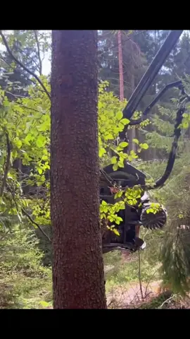 #treecuting #machine #forestry #logger #asmr #foryour 