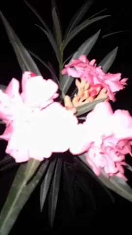 #zehri#بلوچستان 