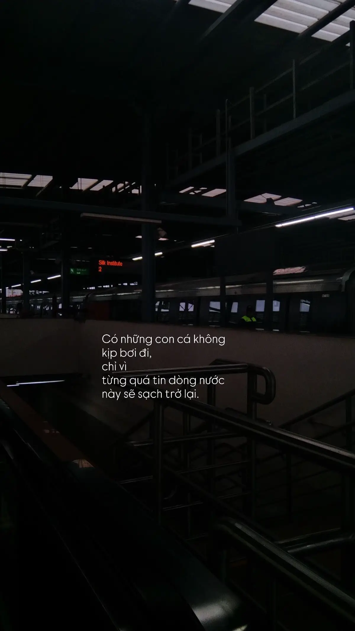 Có những con cá không kịp bơi đi, chỉ vì từng quá tin dòng nước này sẽ sạch trở lại.
