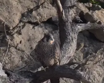 #explore #اكسبلور#هدد #شاهين#لايكات 