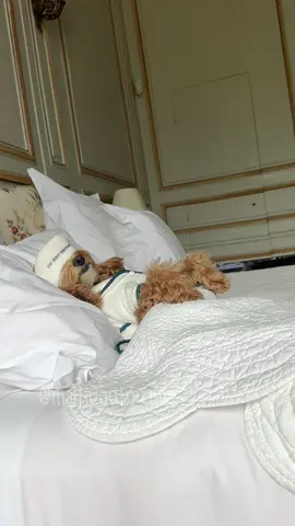 UN GIORNO NEL CASTELLO 🏰   @Château de Boucéel  #maltipoo #chateaudebouceel 