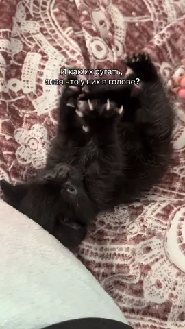 Ну факт #CapCut #cat #котенок 