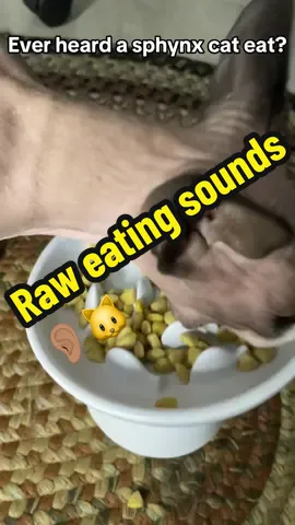 POV: My bald gremlin enjoying her 5 star meal 🍽️😼 #catasmr #asmr #sphynxcat #catsoftiktok #fyp