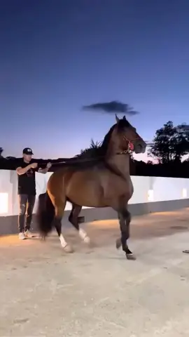 🙏🐎✨