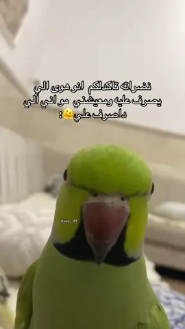 #fypシ゚ #شعب_الصيني_ماله_حل😂😂 #iraq #saudiarabia #اكسبلور 
