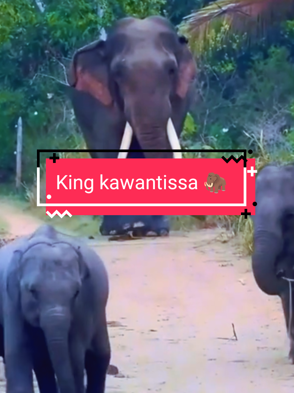 ඇත් රජ කාවන්තිස්ස | #fypシ゚ #foryou #fypシ゚viral #trending #🐘 