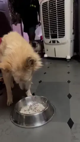 #dogs Follow me pls #puppy  #animals #funnymoments #subscribe 